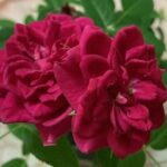 双頭の薔薇